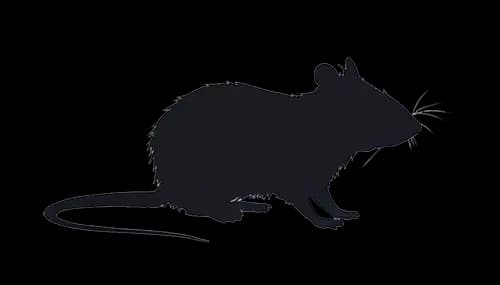 Rodent Studies