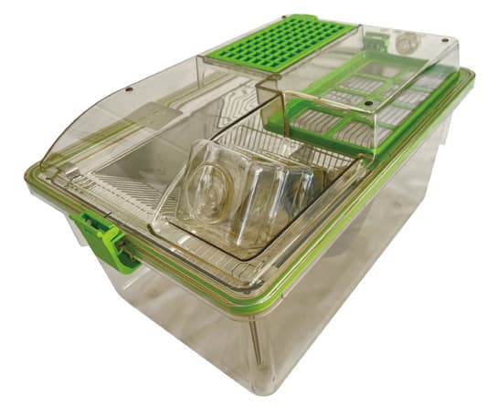 Guinea-pig IVC cage with ConductScience fallback image