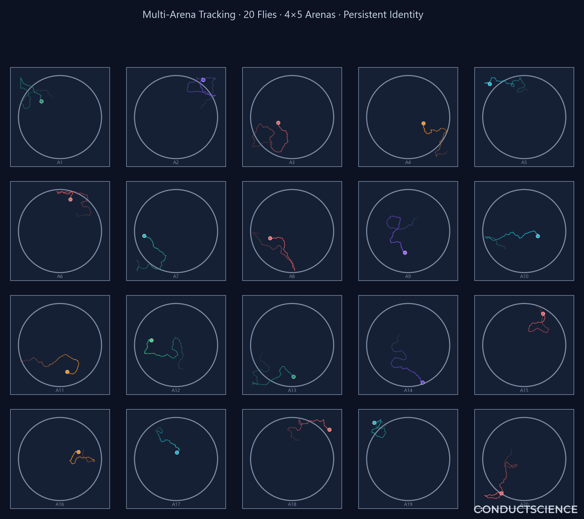 Multi-Arena Tracking — ConductVision Drosophila tracking