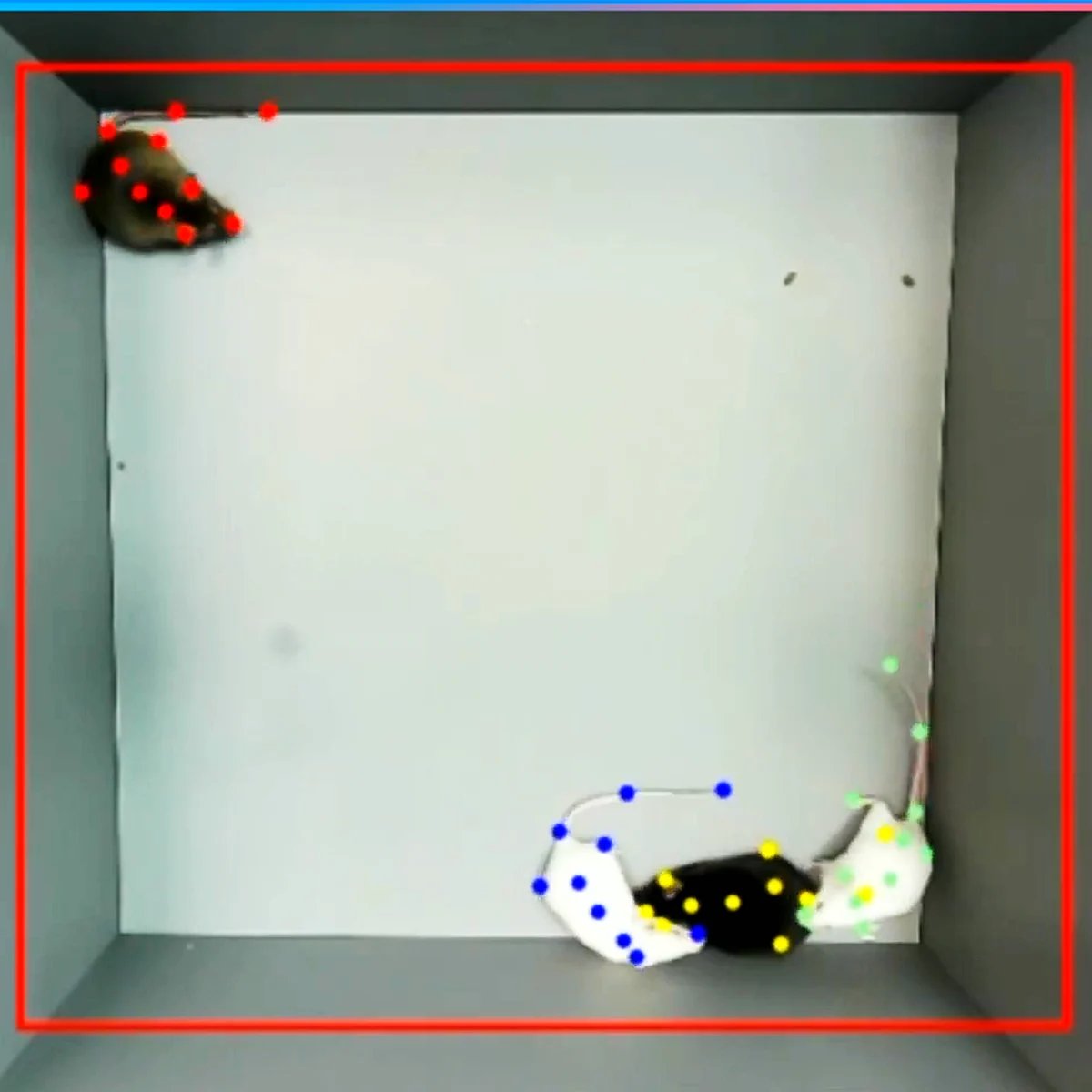 ConductVision Advanced Rodent Module