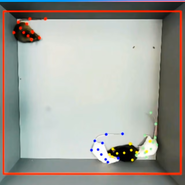 ConductVision tracking four mice at once, each with its own color of body points