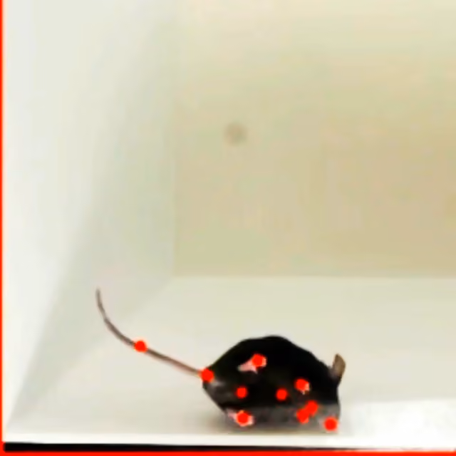 ConductVision tracking the body points of a mouse in an open field