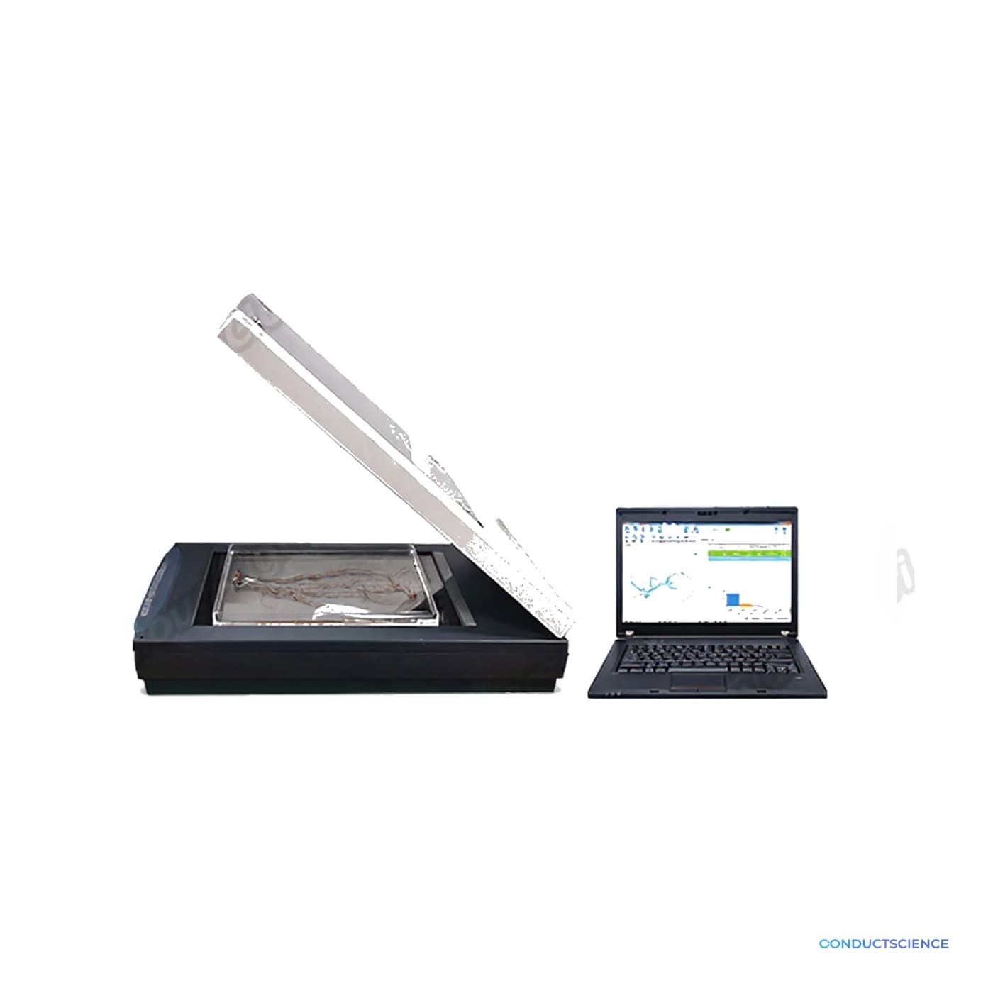Plant Root Morphology Phenotype Analysis System