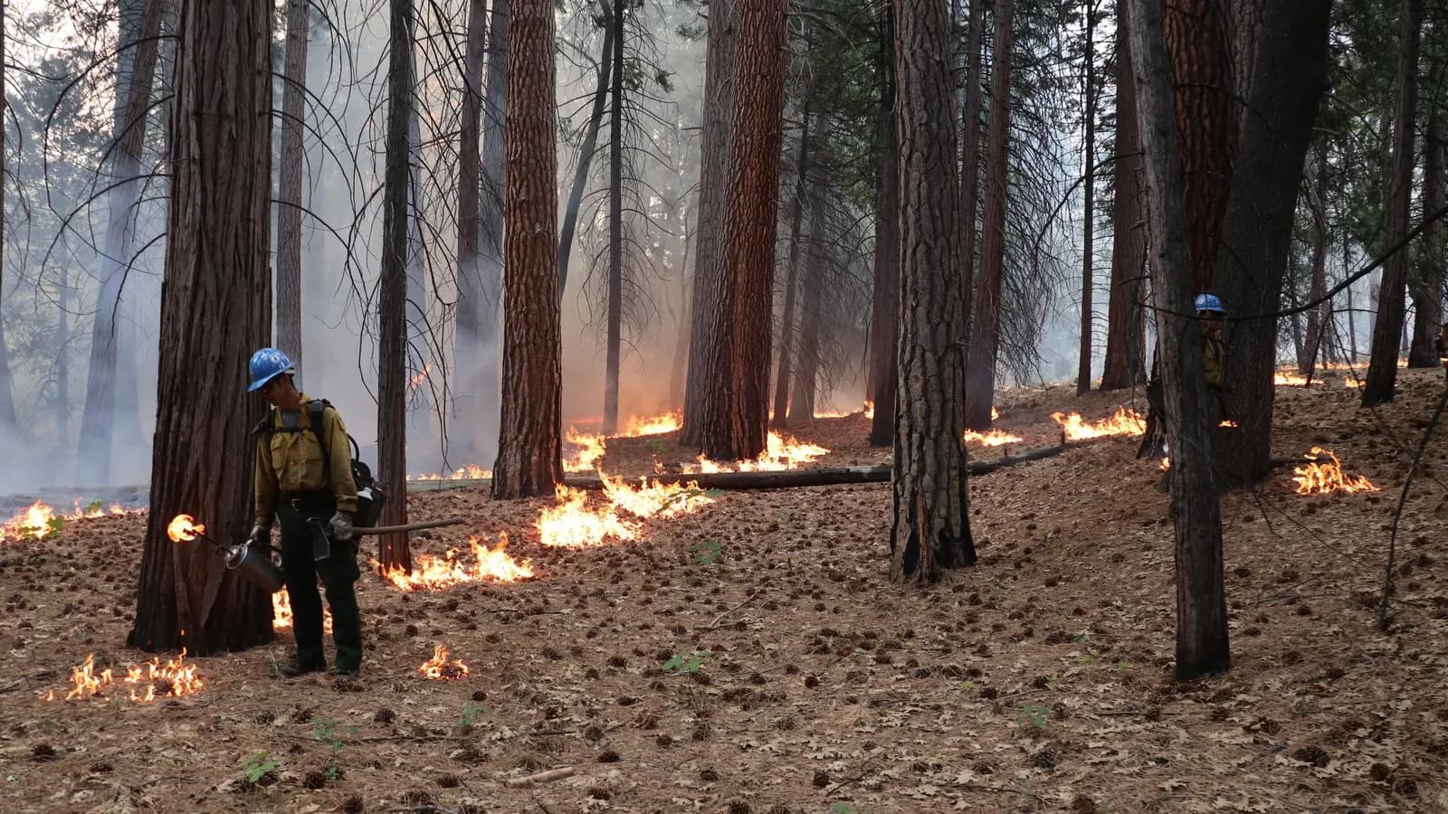 A crew member lights a prescribed burn on a pine forest floor; boxes mark 15 areas of flame.