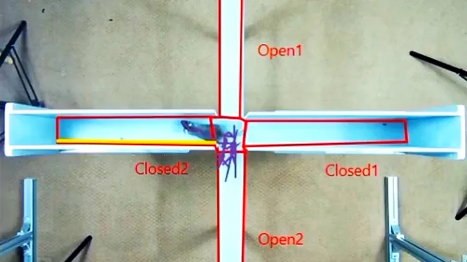 A mouse on an elevated plus maze seen from above, with the path ConductVision tracked.