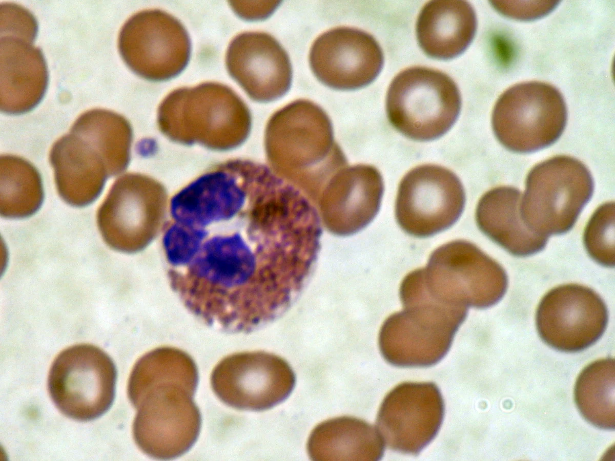 Brightfield micrograph of a stained blood smear: a field of many discrete red blood cells with one stained white cell, the kind of countable-cell image the three analysis modes handle.