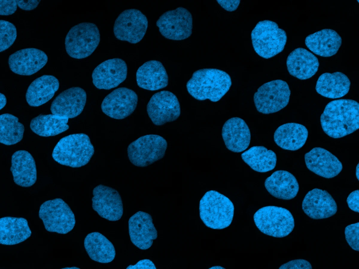 Fluorescence micrograph: a field of DAPI-stained cell nuclei glowing blue on a black background, the kind of labeled-nuclei image the engine segments and links frame by frame.
