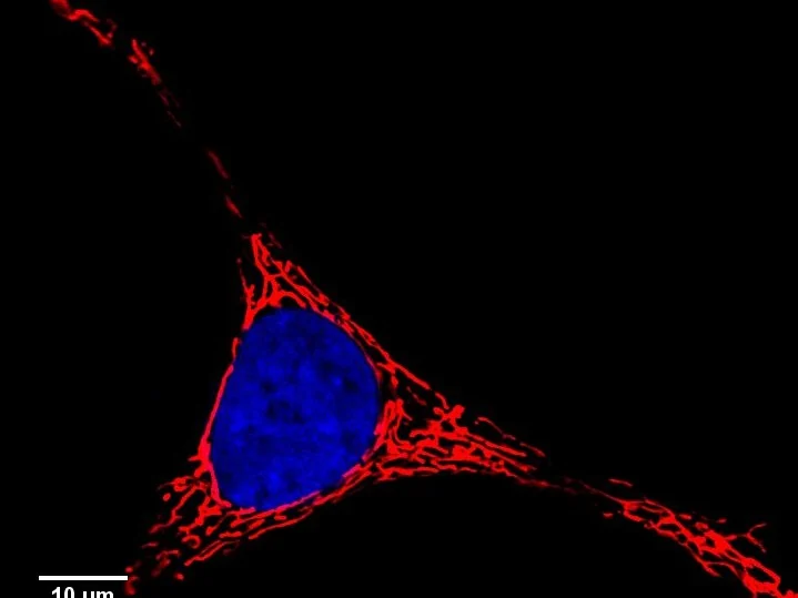 Fluorescence micrograph: the red filamentous mitochondrial network of a living cell surrounding a blue-stained nucleus, the kind of labeled organelle cargo the engine tracks.