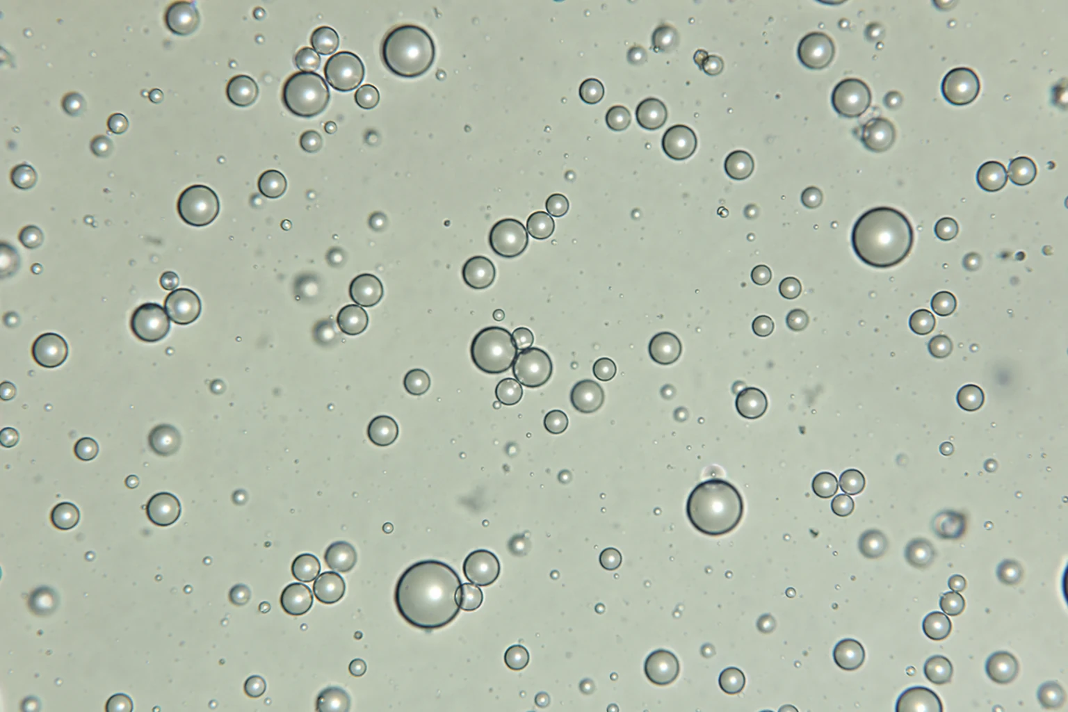 Brightfield micrograph of polydisperse polymer microspheres for microsphere image analysis