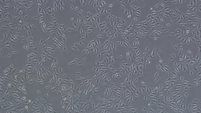 Phase-contrast cultured cells for cell counting and confluence measurement