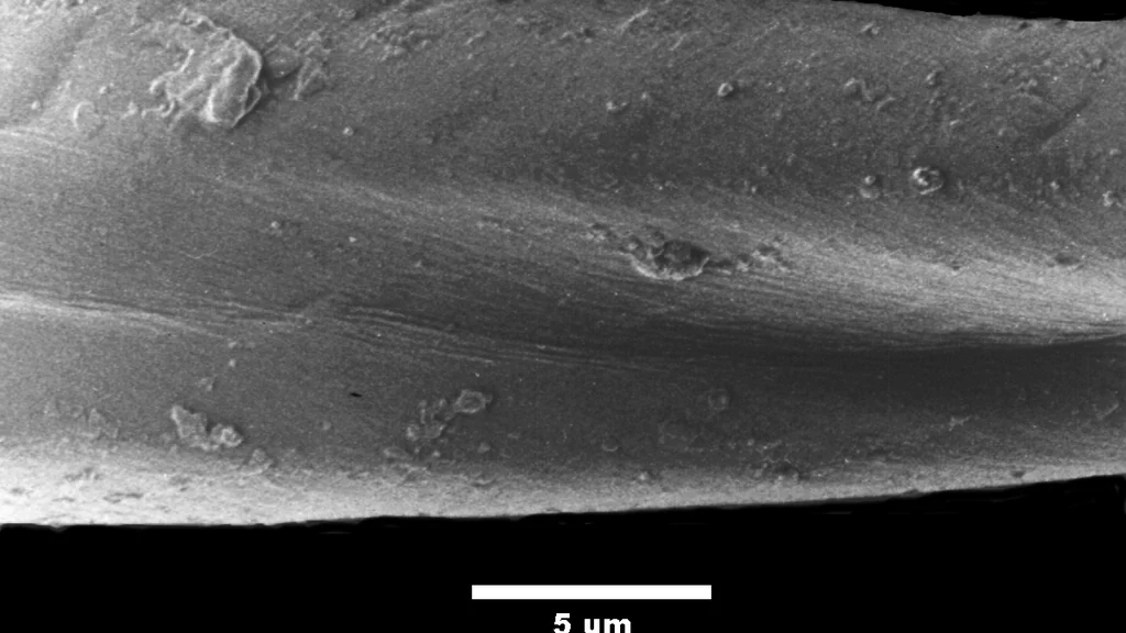 Scanning electron micrograph of a single cotton fiber with a 5-micron scale bar, the kind of view used to measure fiber diameter