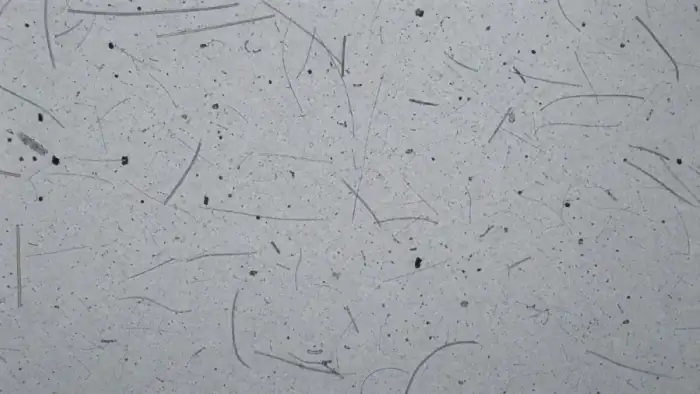 Microscopy field with dispersed fibers and inclusions for counting
