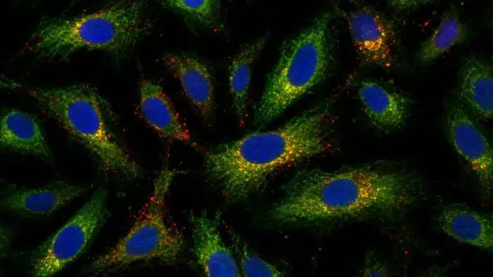 Multichannel fluorescence microscopy field for colocalization analysis