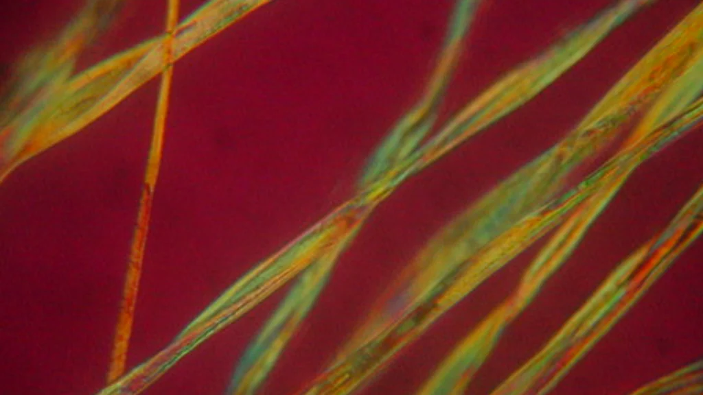 Textile fibers crossing under polarized-light microscopy, each fiber showing distinct birefringence colors that help separate foreign fibers from the base stock