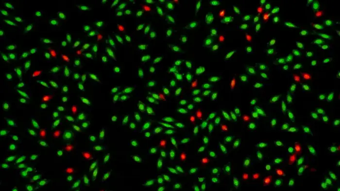 Fluorescence cell field with red and green assay channels for viability analysis