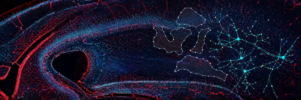 ConductVision microscopy analysis interface and microscopy field