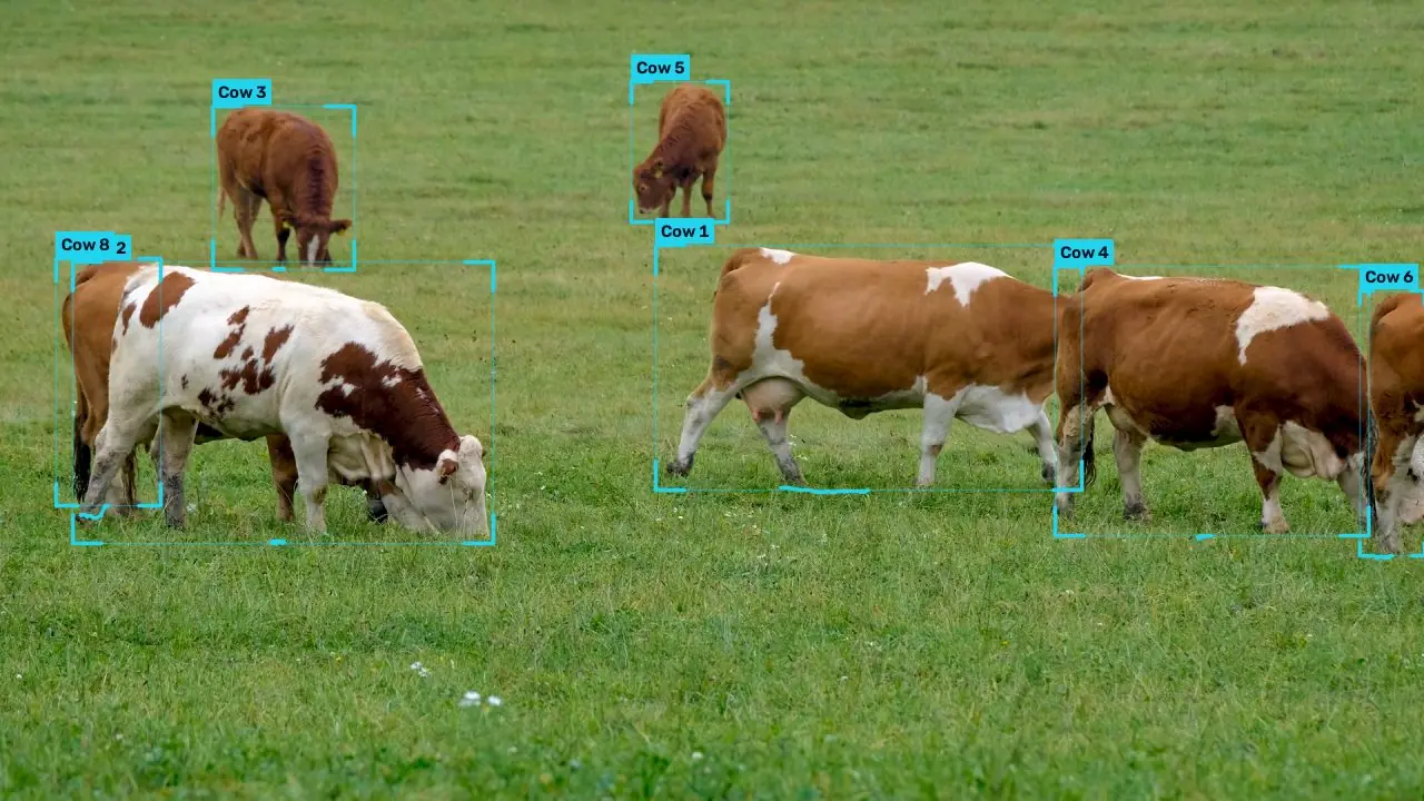 Cattle on a pasture, each animal boxed and numbered by ConductVision.