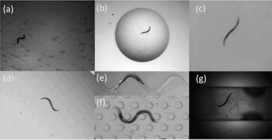 the living nematode C. Elegans in a variety of environments