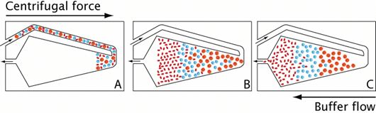 Cell separation using counter current elutriation