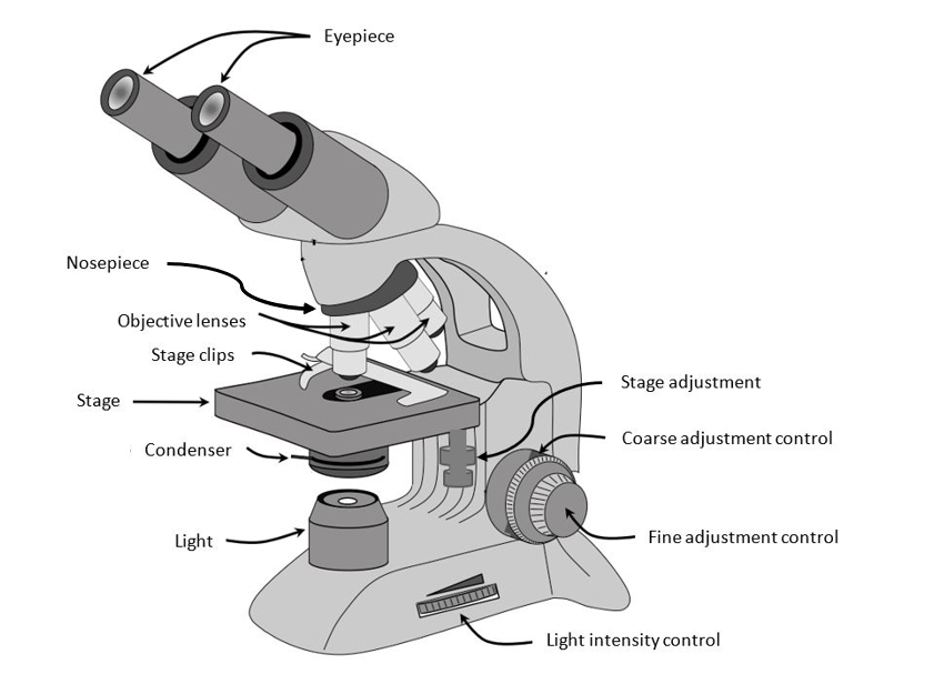 Bright Field Microscopy - Conduct Science