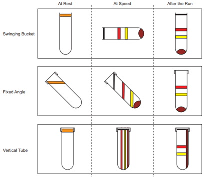 Sample orientation in Swinging-bucket, fixed-angle and vertical-tube rotors