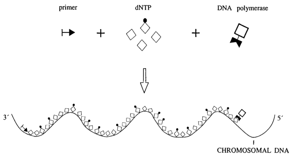 PRINS reaction