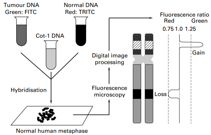 comparative genomic hybridization