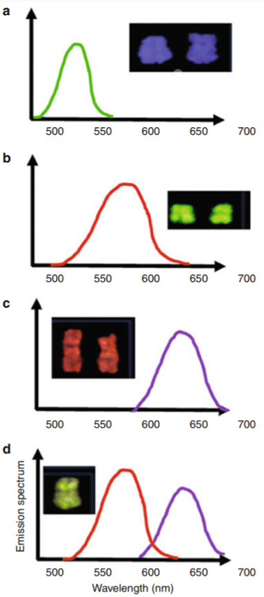 how the software analyzes the spectral characteristic to identify chromosomes