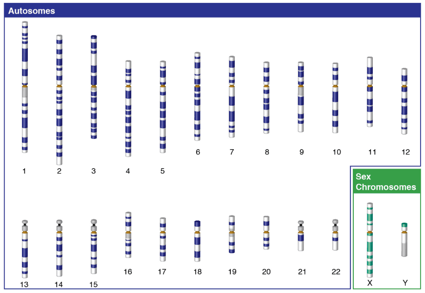 23 pairs of chromosomes in humans