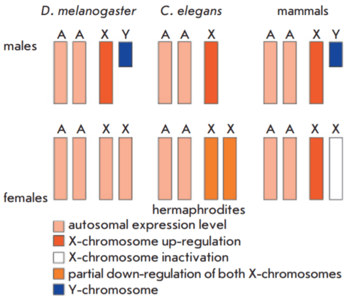 Human Sex Chromosomes And X-inactivation - Conduct Science