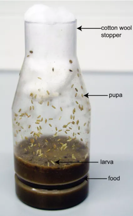 Drosophila culture in a bottle 
