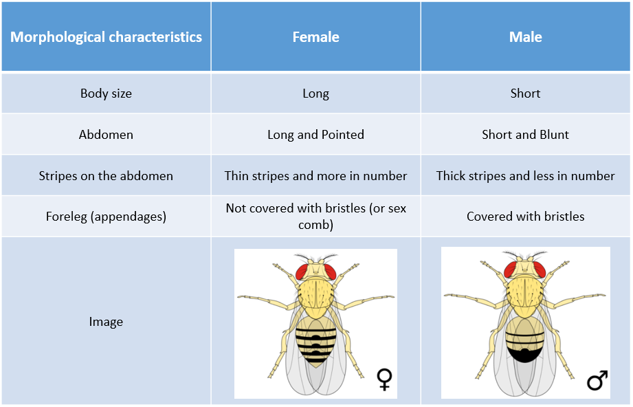 Morphological Characteristics Of Drosophila 