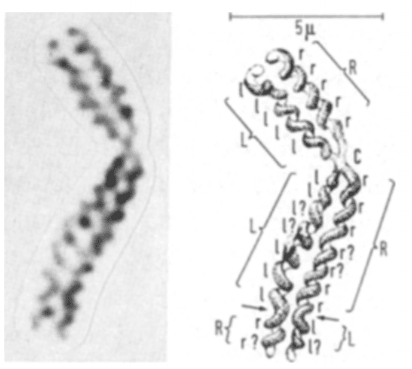 Symmetrical gyre direction of chromosomes