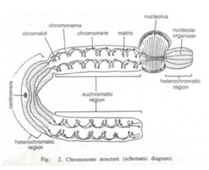 The Spiral Structure of Chromosome - Conduct Science