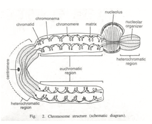 schematic diagram of the structure of the chromosome