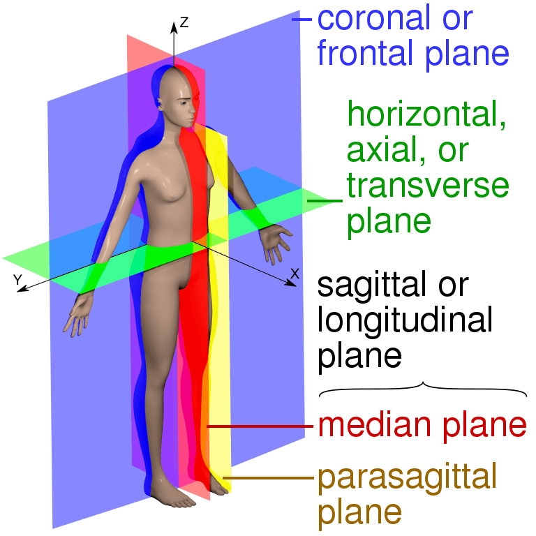 Different anatomical planes that MRI can capture