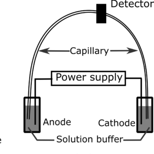 Components of an electrophoresis unit