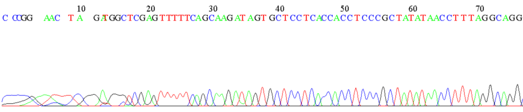 An electropherogram from the sequencing of an unknown DNA fragment by automated capillary electrophoresis