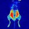 RFLSI Pro Laser Speckle Perfusion Imager - Image 6