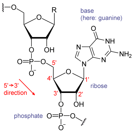 A fragment of an RNA structure, showing a guanosyl subunit