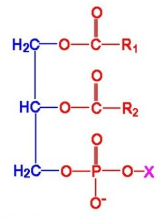 A general structure of phosphoglycerides