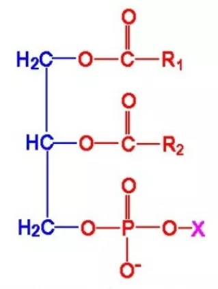 A general structure of phosphoglycerides