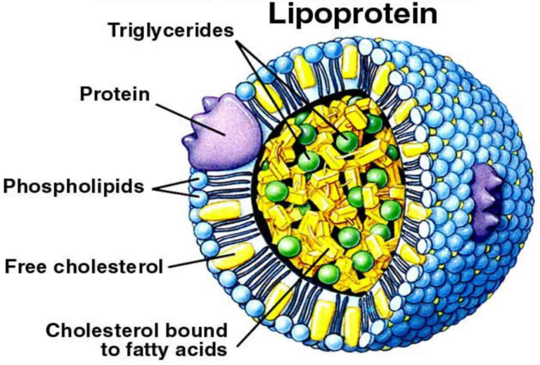 A labeled illustrative diagram of lipoproteins