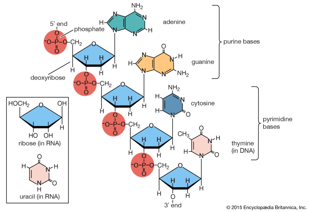 A complete representative structure of the types of nucleic acids