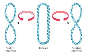 A schematic diagram of supercoiling of the DNA