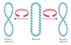 A schematic diagram of supercoiling of the DNA