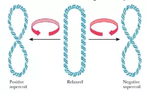 A schematic diagram of supercoiling of the DNA