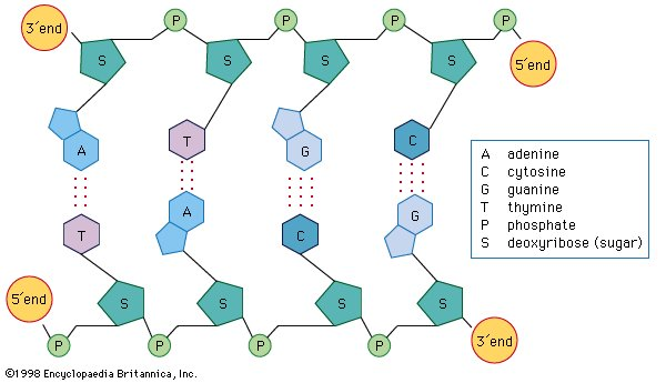 A schematic representation of hydrogen bonds between the nitrogenous bases