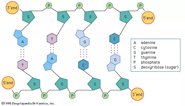A schematic representation of hydrogen bonds between the nitrogenous bases