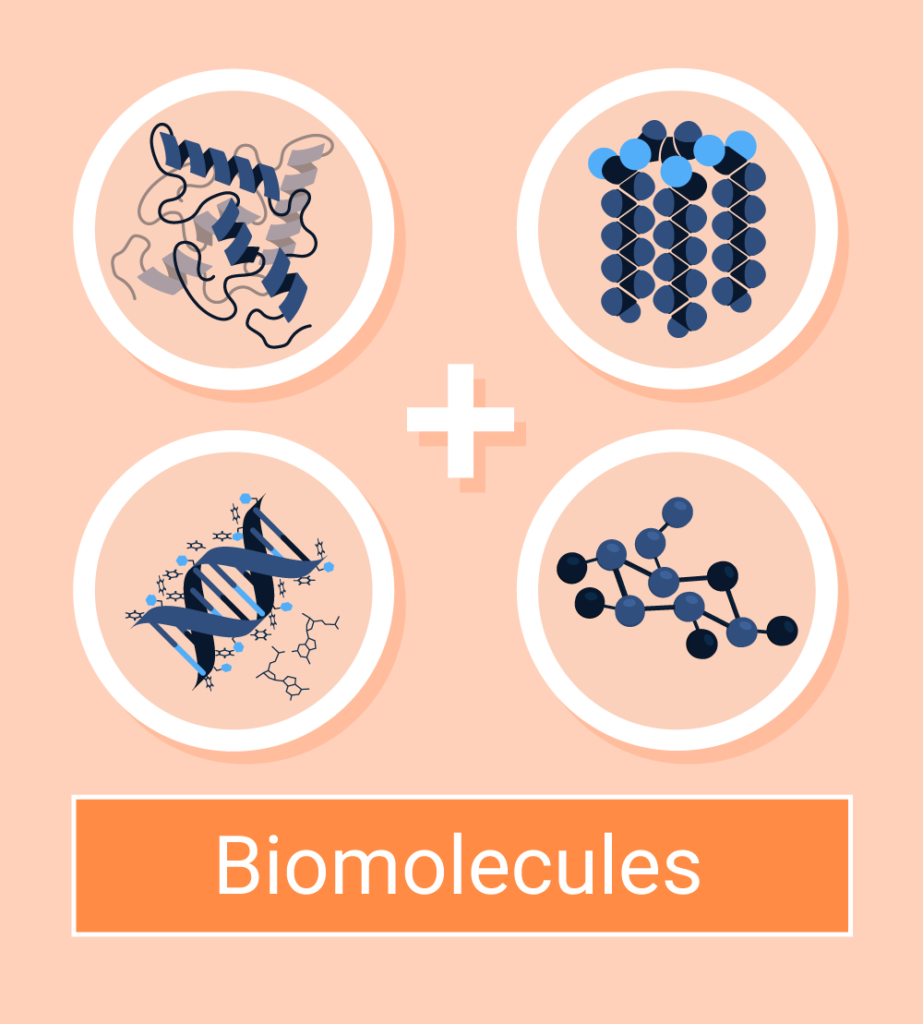 Main Groups Of Carbohydrates